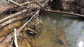 TROUT FISHING Persistence Pays Off On GIANT BROWN TROUT (Take It) #fishing #trout #Patience ￼