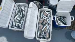 WINTER MACKEREL RUN - HUGE SHOALS ! Commercial Rod & Line Fishing