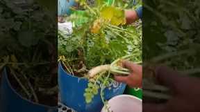 organic radish, organic vegetables,#shortvideo #garden #terracegardenindia #shortfeed#shorts#viral