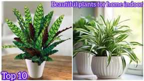 MISTAKES Everyone Makes When Choosing Plants for Home DECOR