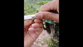 gardening hack! grafting coffee trees #grafting #gardening