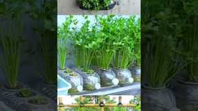 Easy coriander cultivation at home /YouTube shorts/reels videos