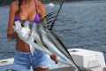 Catching Roosterfish fishing in