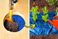 101 DIY Gardening Hacks and Tips to