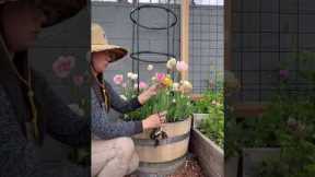How to grow tulips 101