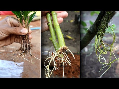 Genius Gardening Ideas 2025: Grow Plants from Cuttings (Easy & Fast!) 🌱✂️
