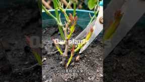 Rose plant Maintenance Tips #shorts #plants #rose #tips