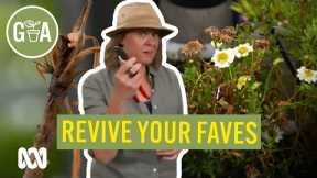 How To Revive Dying Plants | Gardening Hacks | Gardening Australia