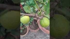 My lemon plant #fruit #lemon #gardening #garden #plants #farming #flowers #nature #lemonplant