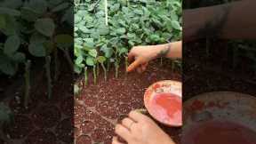 A wonderful technique for planting roses in the nursery