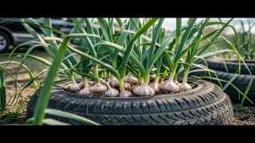 🔴LIVE: Useful Tips & Tricks Balcony Gardening for Beginners: Easy, Beautiful, and Cost-Effective