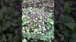 Plant this instead of pulling weeds