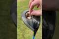 How to Hit a Golf Ball Further #golf