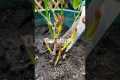 Rose plant Maintenance Tips #shorts