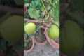 My lemon plant #fruit #lemon