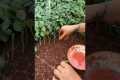 A wonderful technique for planting