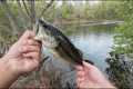 May Fishing Vlog (Bait Finesse