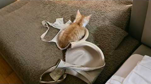 When your cat has EXTREMELY STRANGE hobbies 😂