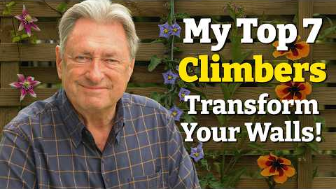 My Top 7 Climbing Plants for a Beautiful Garden – And How to Plant Them!
