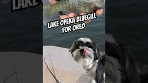 Lake Opeka bluegill for Oreo #fishing #bluegill #catchandcook #dog #shorts #shihtzu #poodle #fish