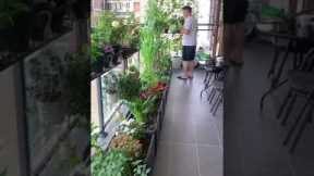 Growing vegetables with flowers on the balcony is both beautiful and easy