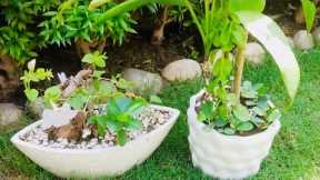 Indoor Plants Growing Ideas in A Pot / Plantsdecor / Gardening Ideas / Houseplants / Homedecor / DIY