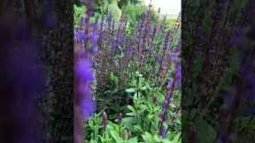 Here are 4 of my favorite perennials to plant for quick growth! #shorts