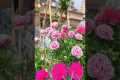 Best things to grow in your garden,