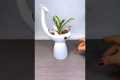 Best plant for home garden,
