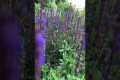 Here are 4 of my favorite perennials