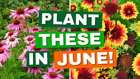 10 Perfect Perennials to Plant in June for Summer Blooms — Your Garden Will Thank You!
