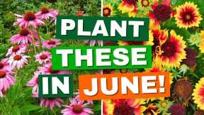 10 Perfect Perennials to Plant in June for Summer Blooms — Your Garden Will Thank You!