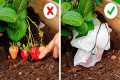 Gardening Tips for a Lush and Healthy 