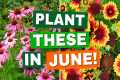 10 Perfect Perennials to Plant in