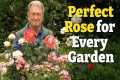 How to Choose the Perfect Rose for