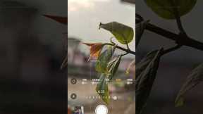 Creative Photography Tips and Trick with Phone using pro Mode | Mobile Photography Hacks