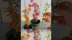 Beautiful gardening ideas at home, #flowers #gardening #shorts