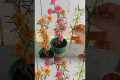 Beautiful gardening ideas at home,