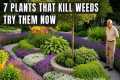 7 Powerful Plants That Naturally Stop 
