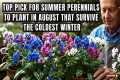 Top Summer Perennial Container Plants 