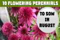 10 Cottage Garden PERENNIALS you need 