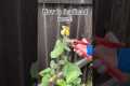 How to prune roses! #gardening #tips