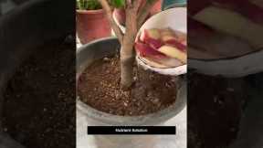 Turn Fruit Peels Into Powerful Fertilizer 🌱 & Pesticide 🐛  Gardening Hacks ||#gardeninghacks #shorts