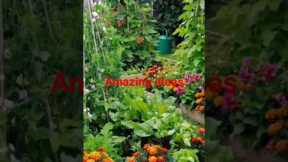 gardening tips for beginners #garden #gardening #gardening tips and ideas# gardening for beginners