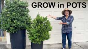 Container Gardening Tips: 5 Simple Steps I Wish I Knew Sooner