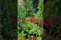 gardening tips for beginners #garden