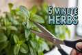 5 Easiest Herbs to Grow Indoors (Even 