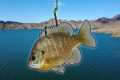 Can I Catch A MONSTER Fish In This
