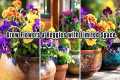 Container Gardening Ideas - Perfect