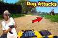 This Dog Chased Me FPV RC Cars In N